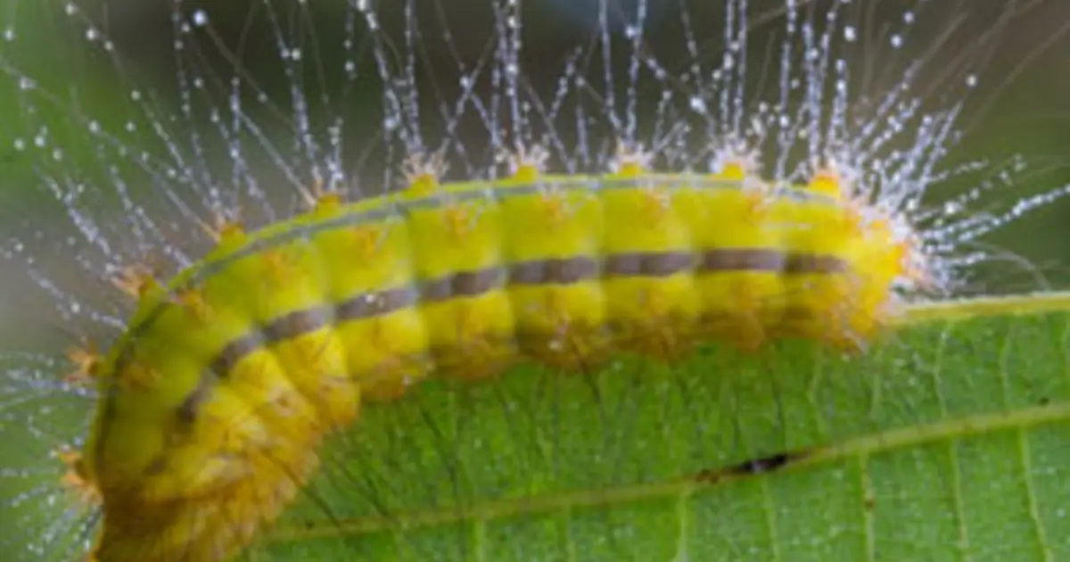 Fuzzy Caterpillar Poisonous