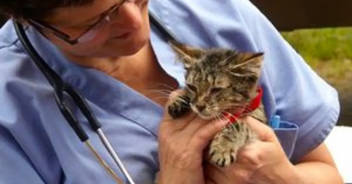 View of Most Common Toxicologic Causes of Tremors in Cats | ASPCApro