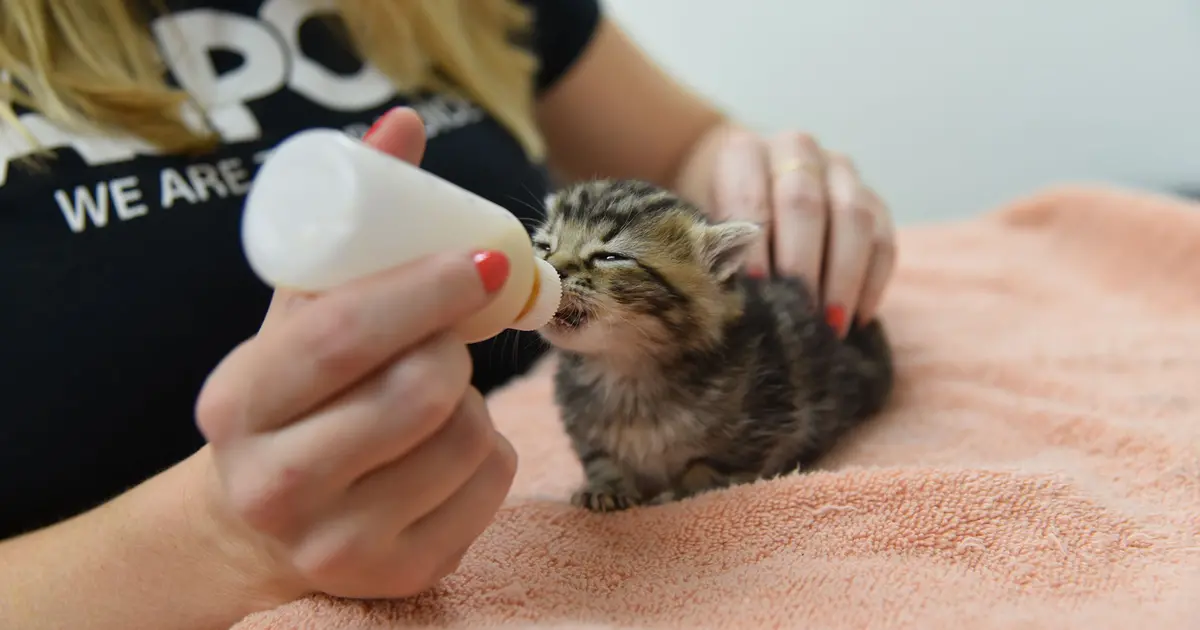 bottle feeding kitten chart