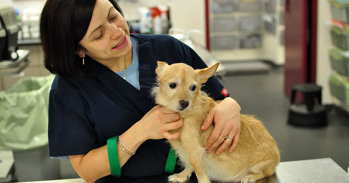 Understanding the Many Dangers of Ibuprofen for Cats and Dogs ASPCApro