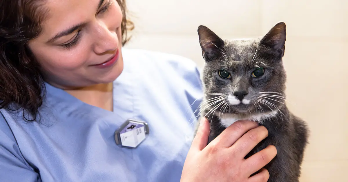 Understanding and Treating Cough Drop Toxicity in Pets ASPCApro