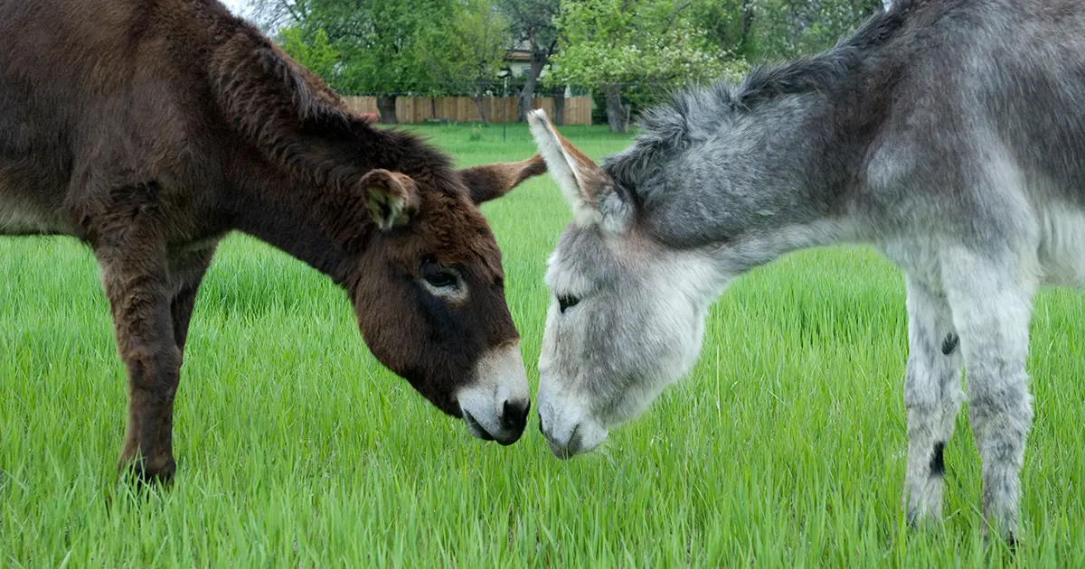 Ten Ways Donkeys Are Different From Horses | ASPCApro