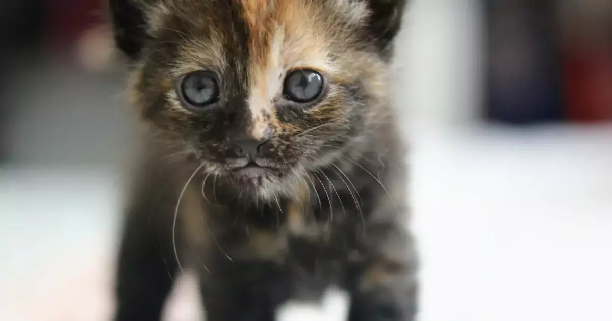 Mega kitten adoption event set for June 24 at Cat Adoption Team