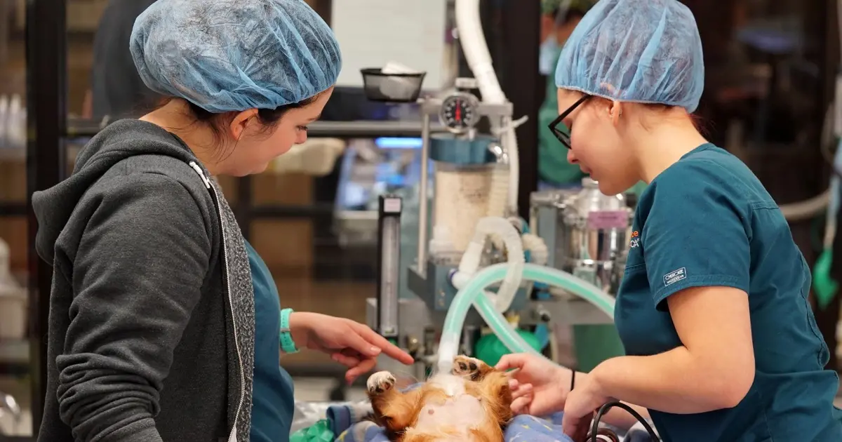 veterinary assistant training checklist pdf