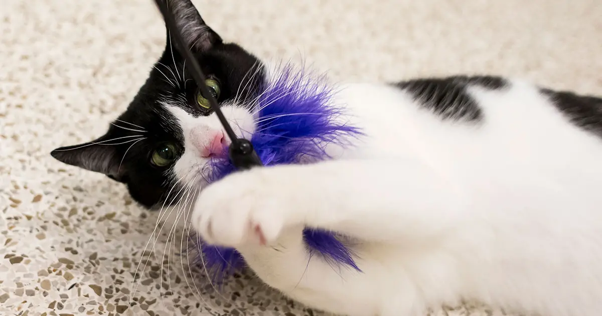 7 Tips for Shelter Cat Enrichment on the Cheap ASPCApro