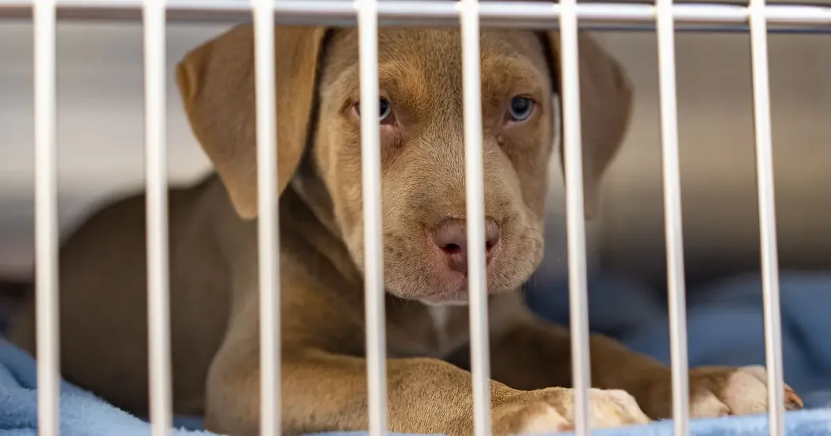 Must Shelters Quarantine Animals for Relocation? ASPCApro