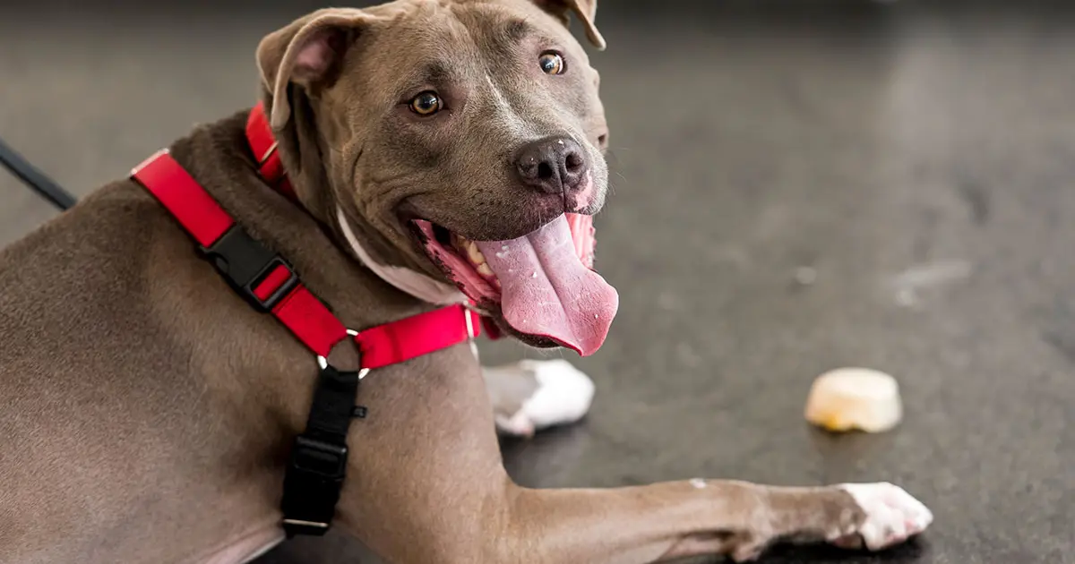 Image showcasing Food Guarding in Shelter Dogs | ASPCApro