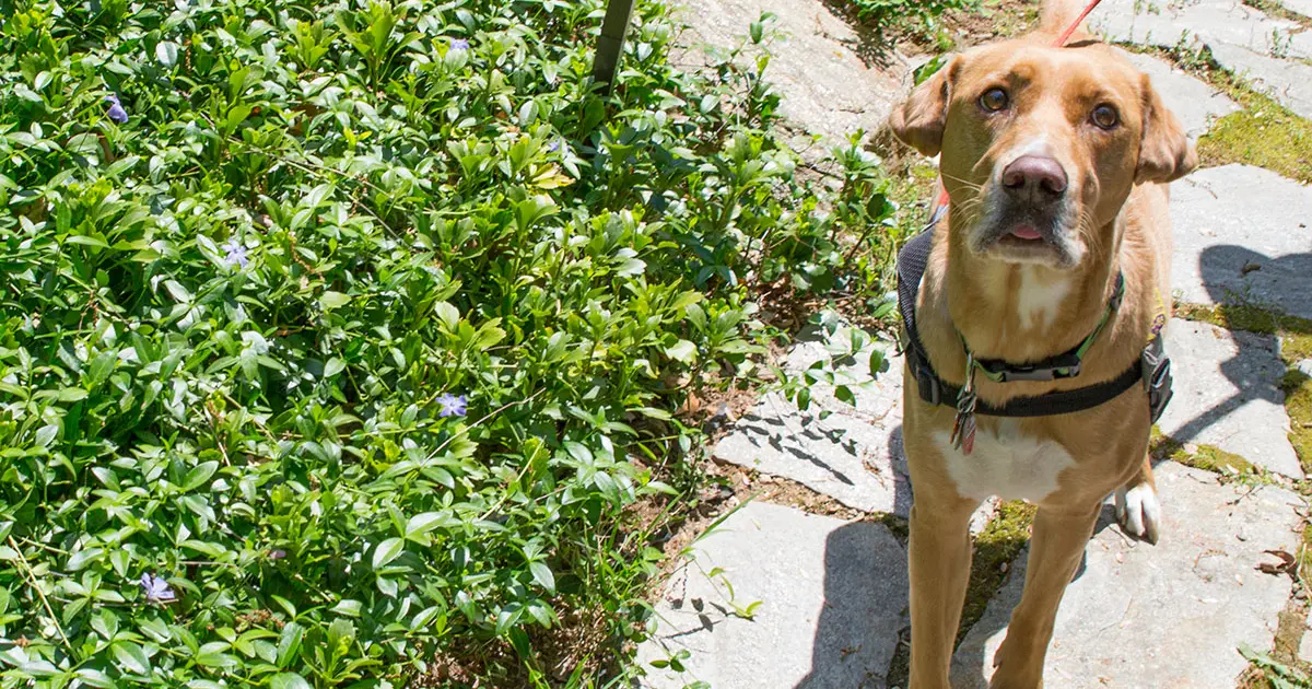 Sunscreen and Zinc Oxide Ingestion in Pets ASPCApro