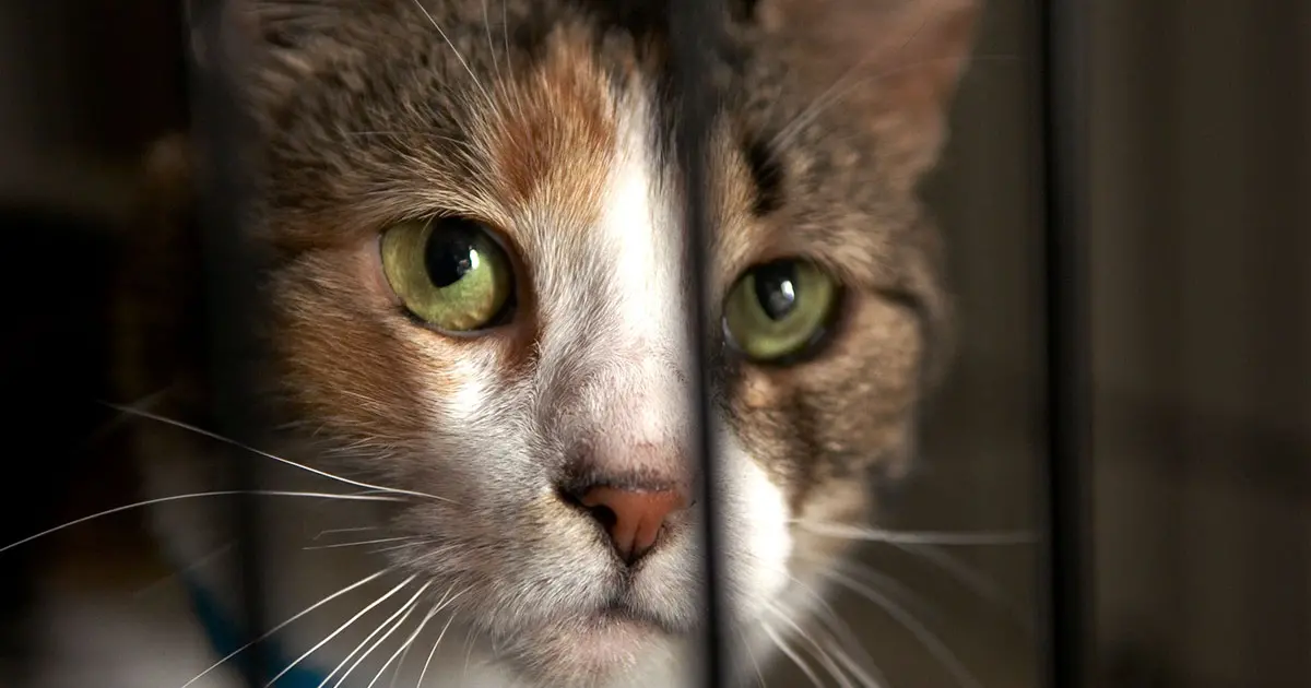 Barn deals cat care