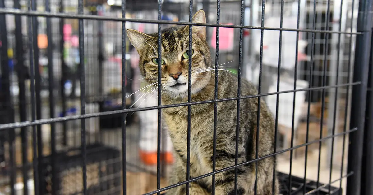 3 Tips for Setting Up a Temporary Shelter ASPCApro