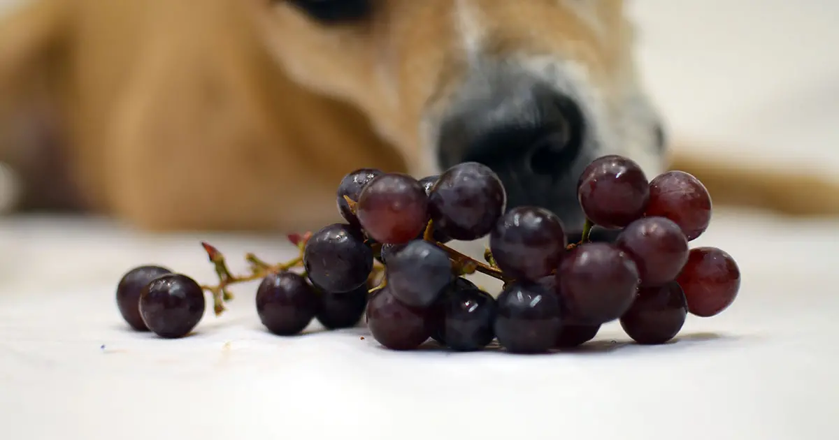Шпиц виноград. Собачий виноград. Собака и виноград. Что нельзя давать собакам. Собака на винограднике.