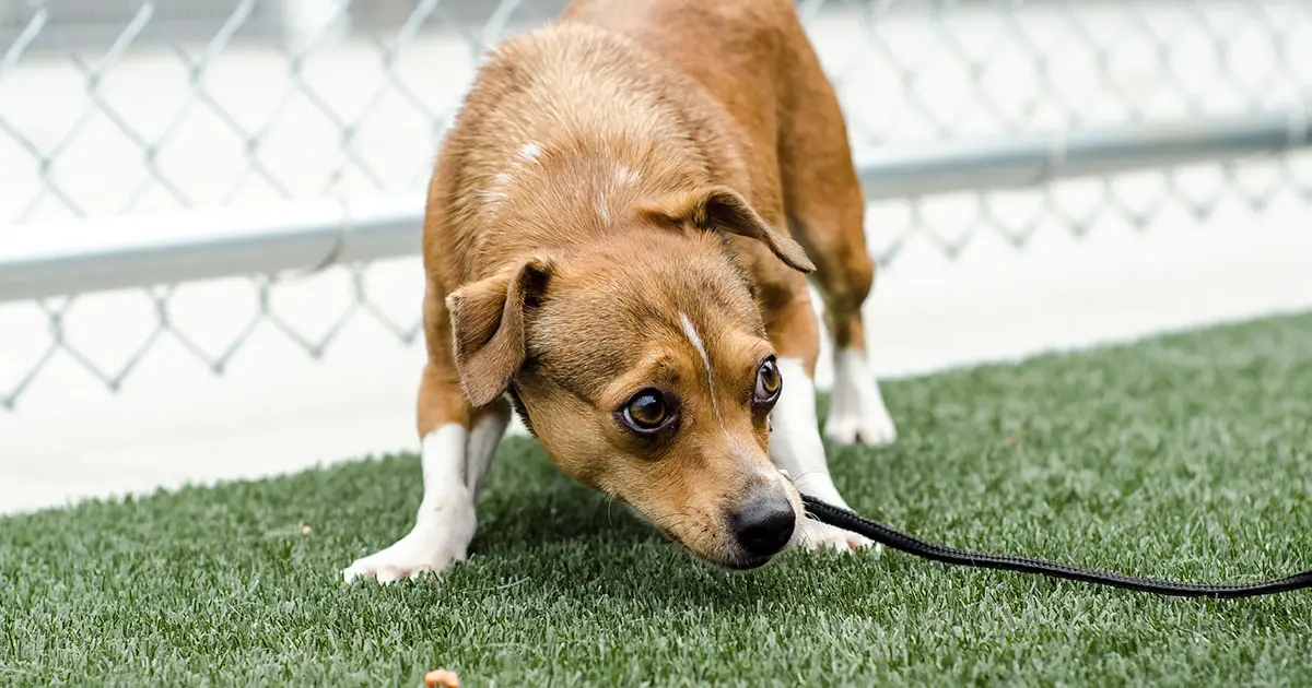 Dog Names That Start With B - Animal Corner