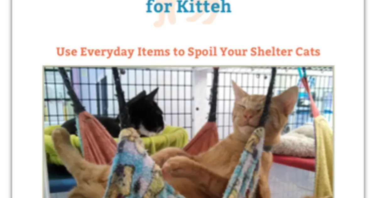 Spa Day for Kitteh Shelter Cat Enrichment Ideas ASPCApro