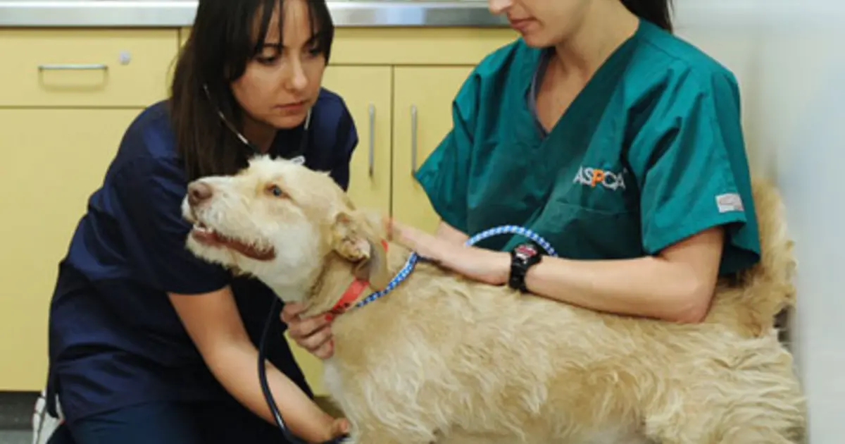 Normal TPR for Dogs and Cats ASPCApro