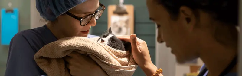 medical staff gently holds cat in wrap