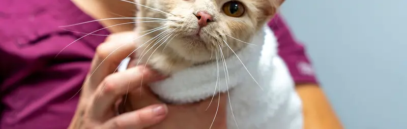 cat in towel being held by surgical staff