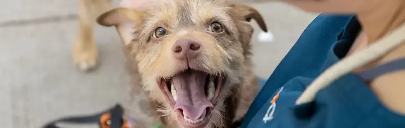 a small tan terrier type dog looks at his handler with a wide open smile