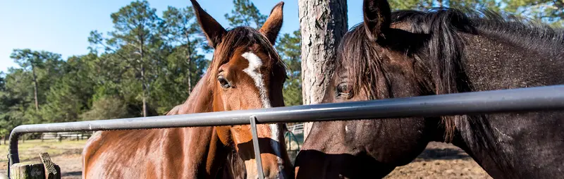 two horses in sunshine at retaining fence