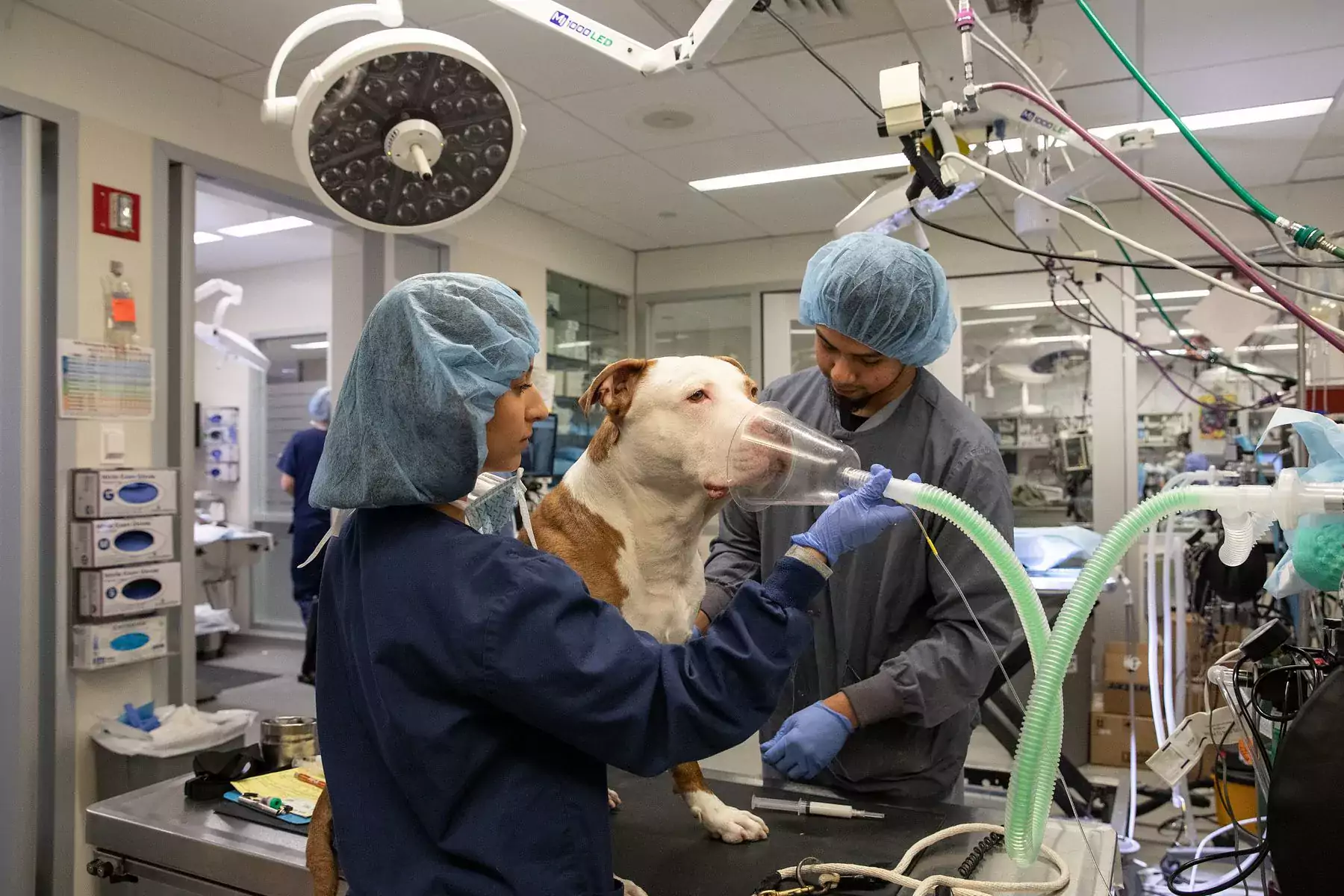 People in scrubs preparing a large white and brown dog for surgery