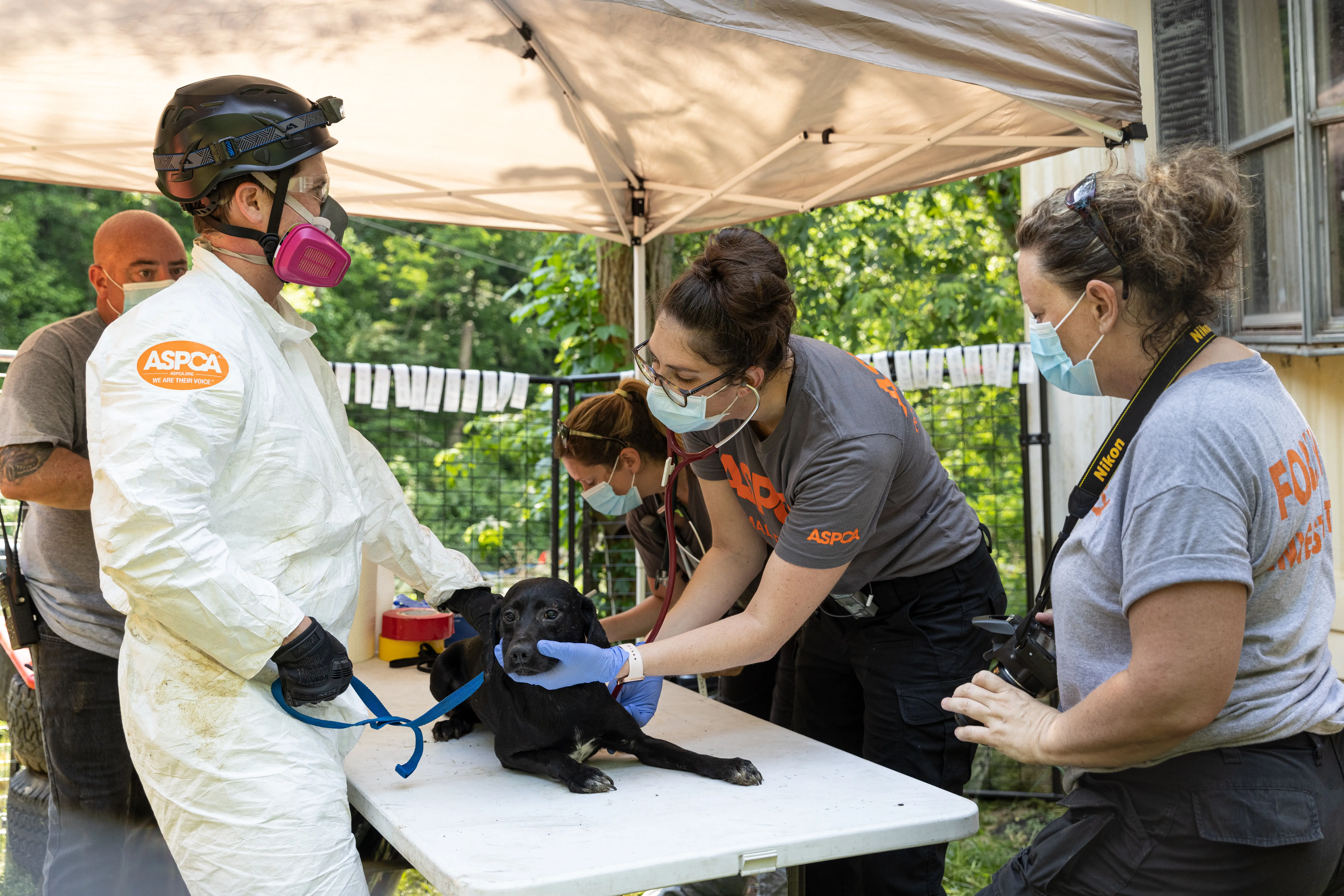 5 ASPCA team members under a tent examining a medium sized black dog