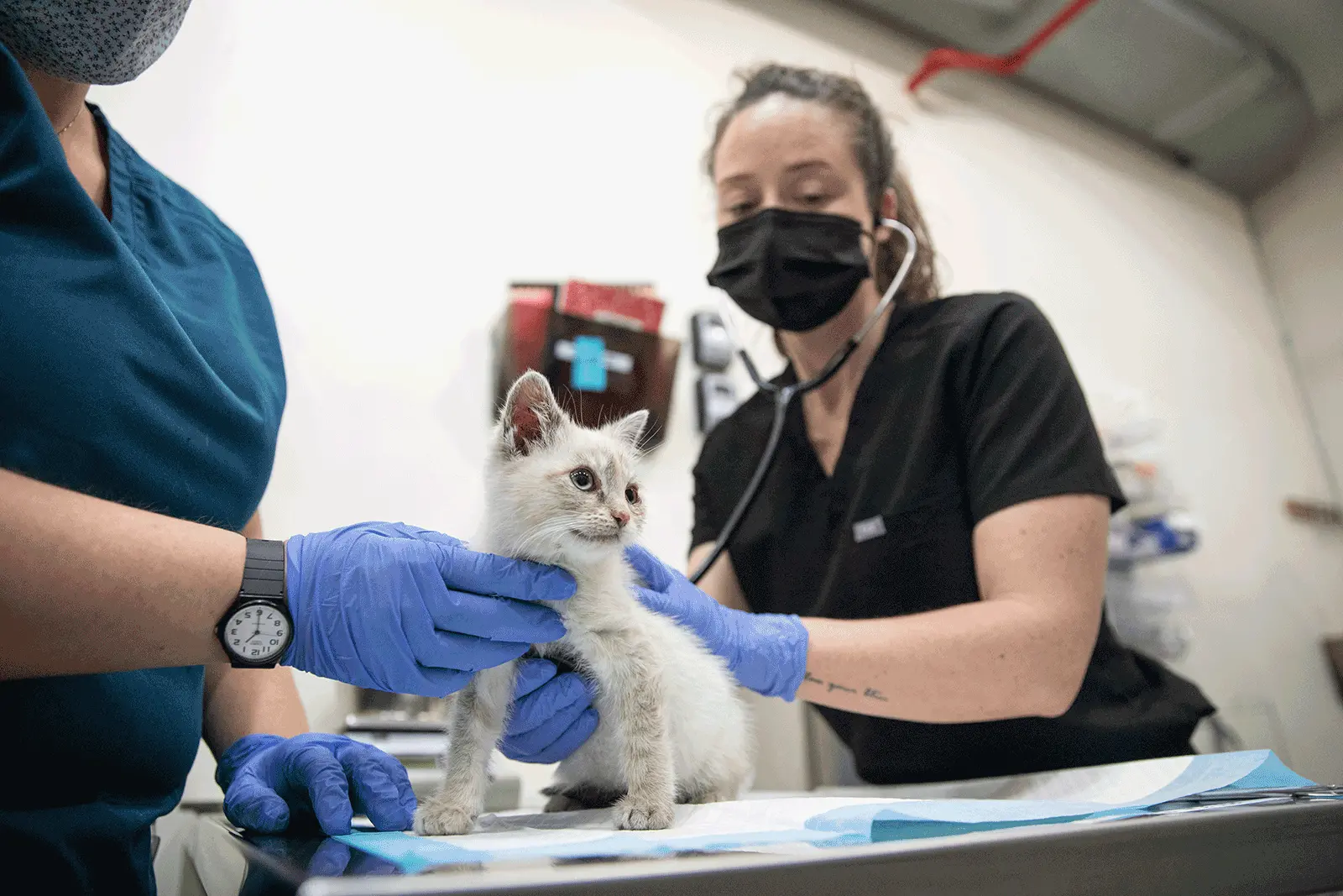 two staff in scrubs and ppe examine a white young cat