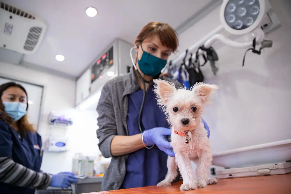 White dog in foreground being examined by a medical professional with mask and gloves on in background