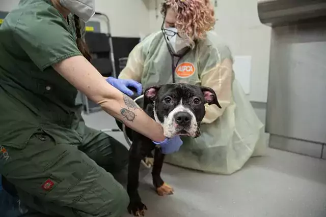 dog being examined by veterinary experts