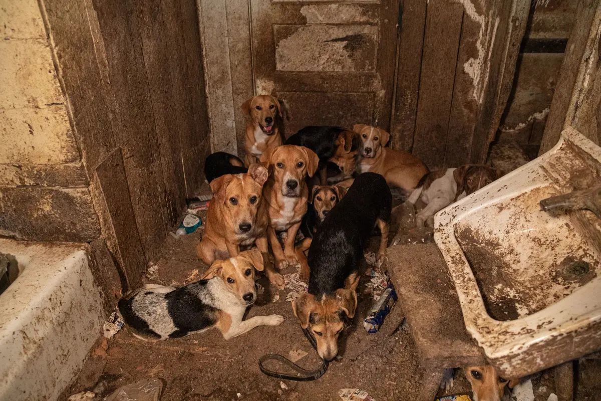 Dog Hoarding