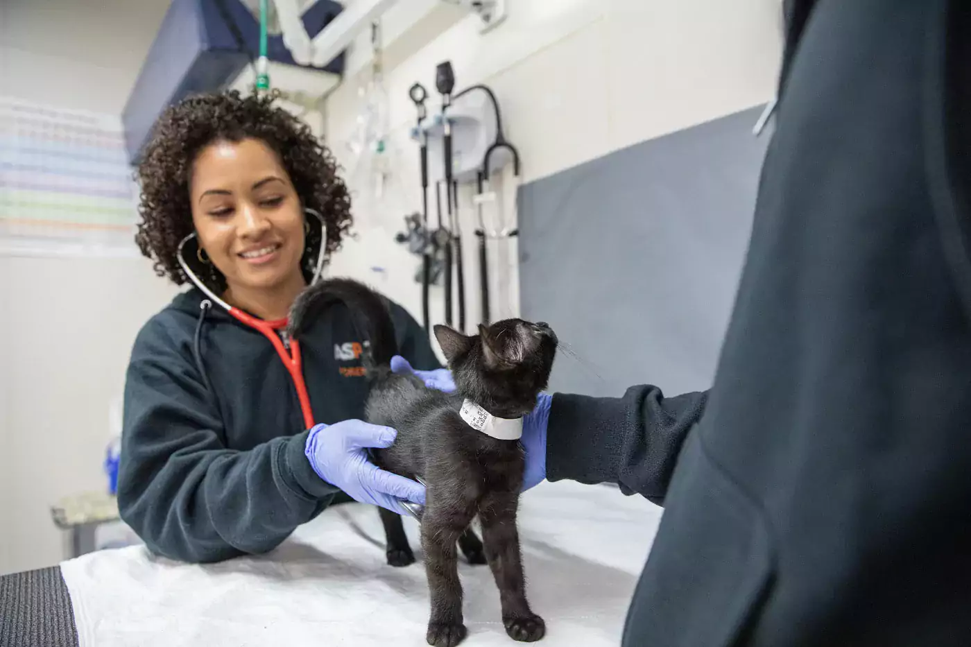 small black kitten having exam in veterinary setting