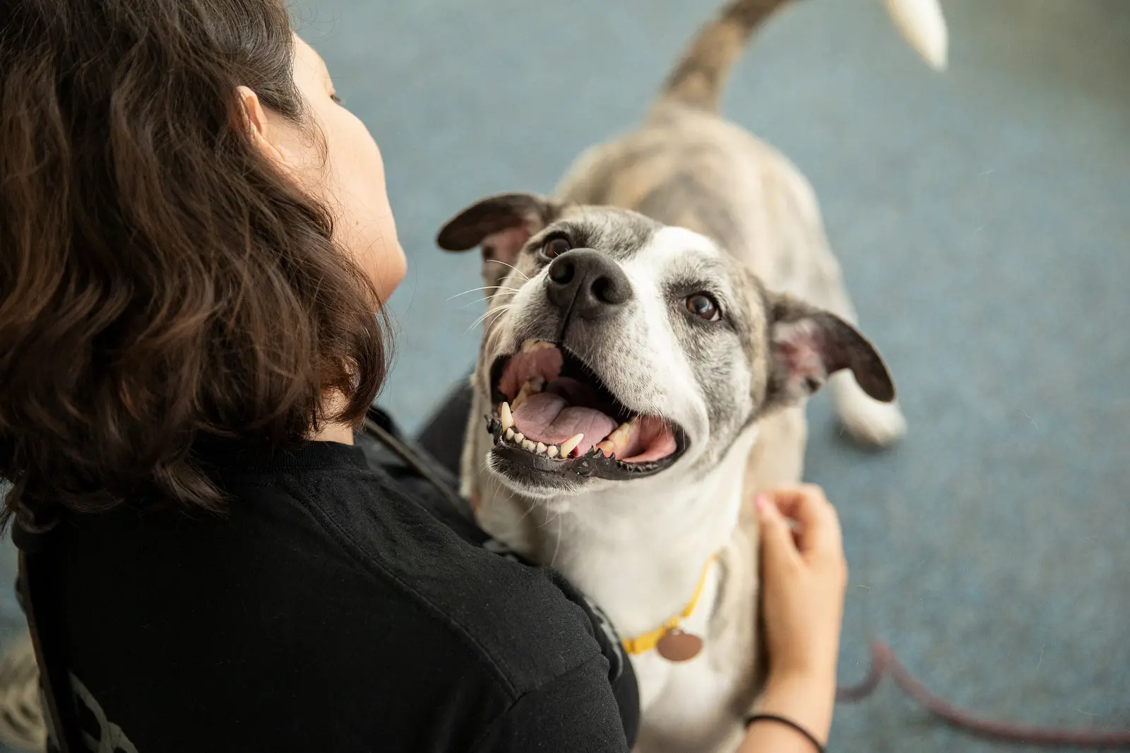 black and white pit type dog smiles up at behavior trainer