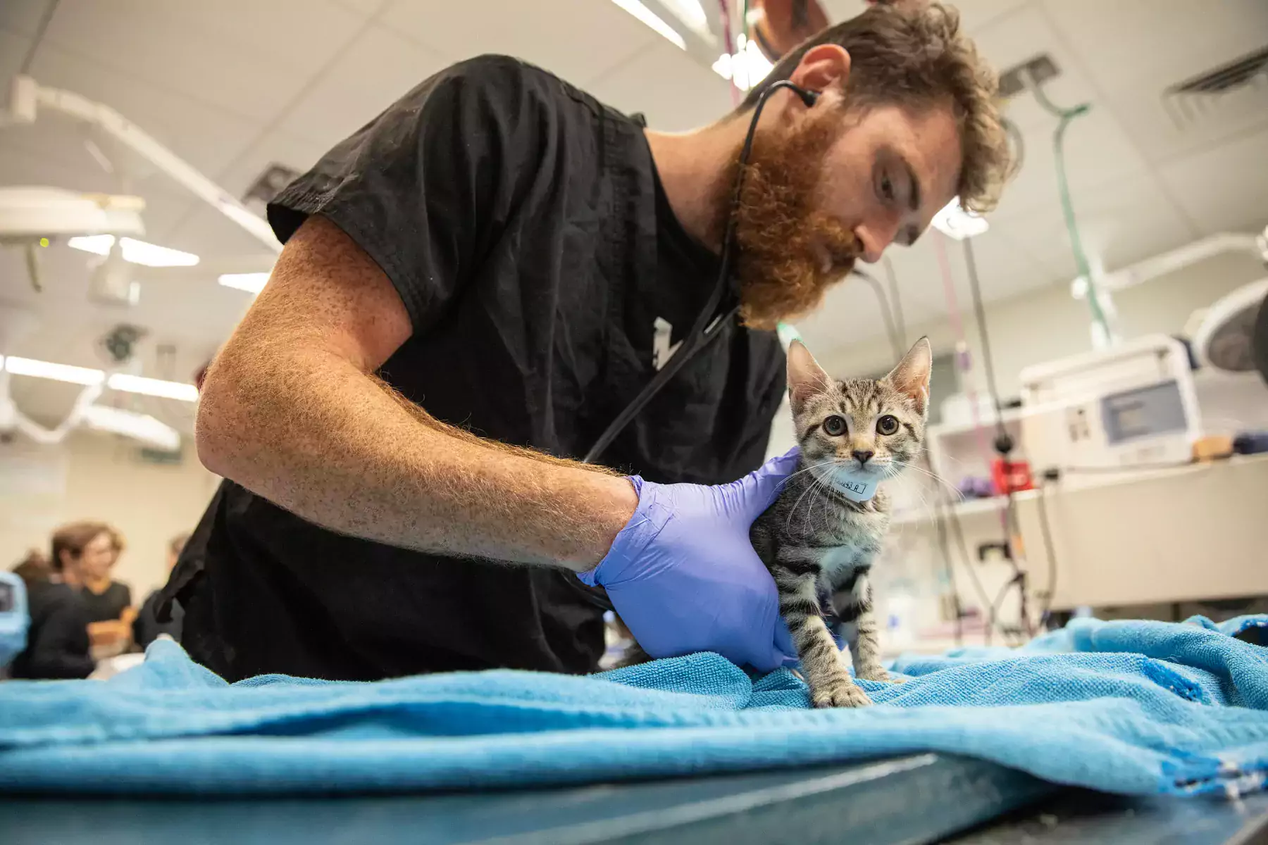 a medical veterinary worker gently holds a tabby cat on a clinic exam table