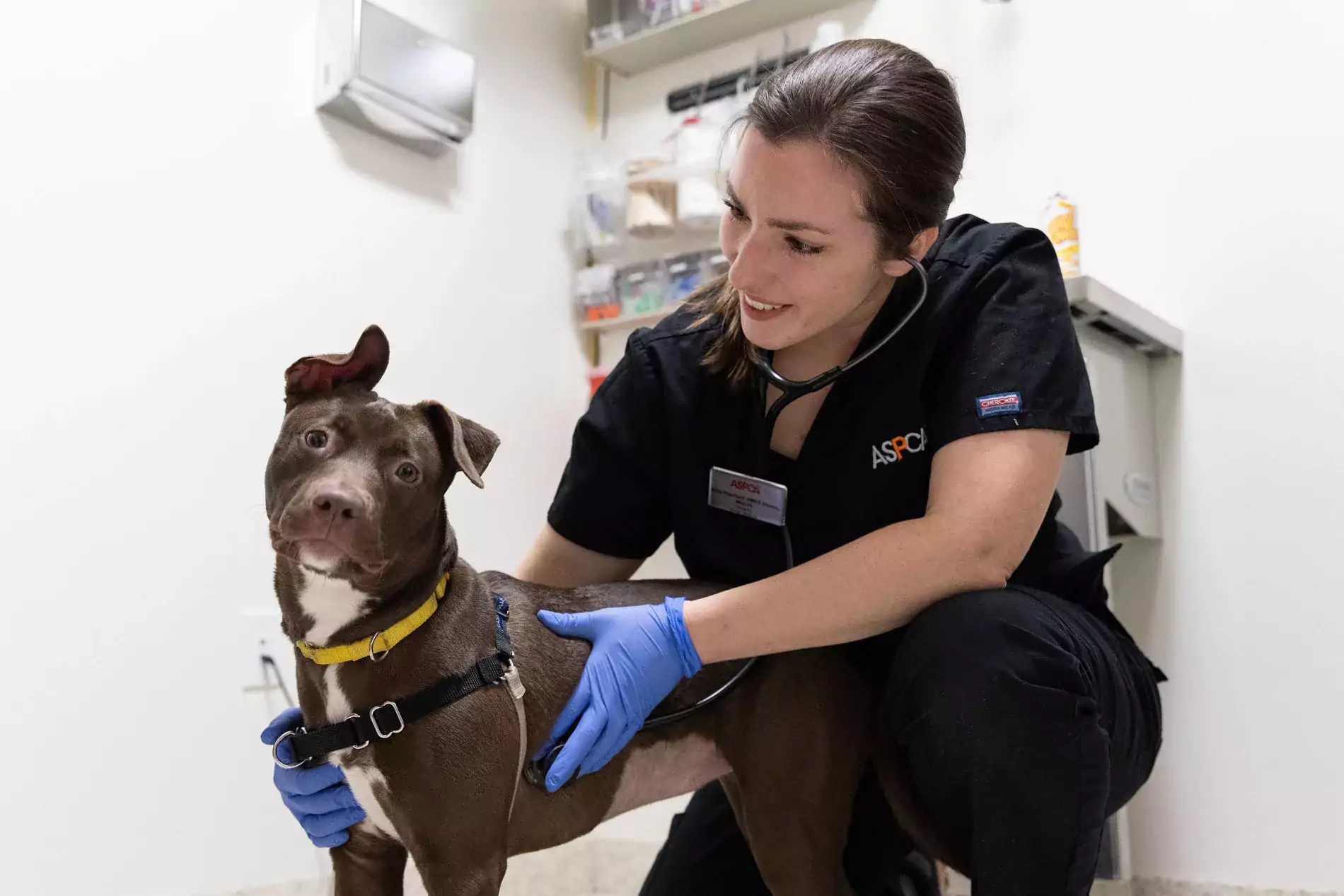 veterinary professional kneels with brown dog in clinic setting looking happy