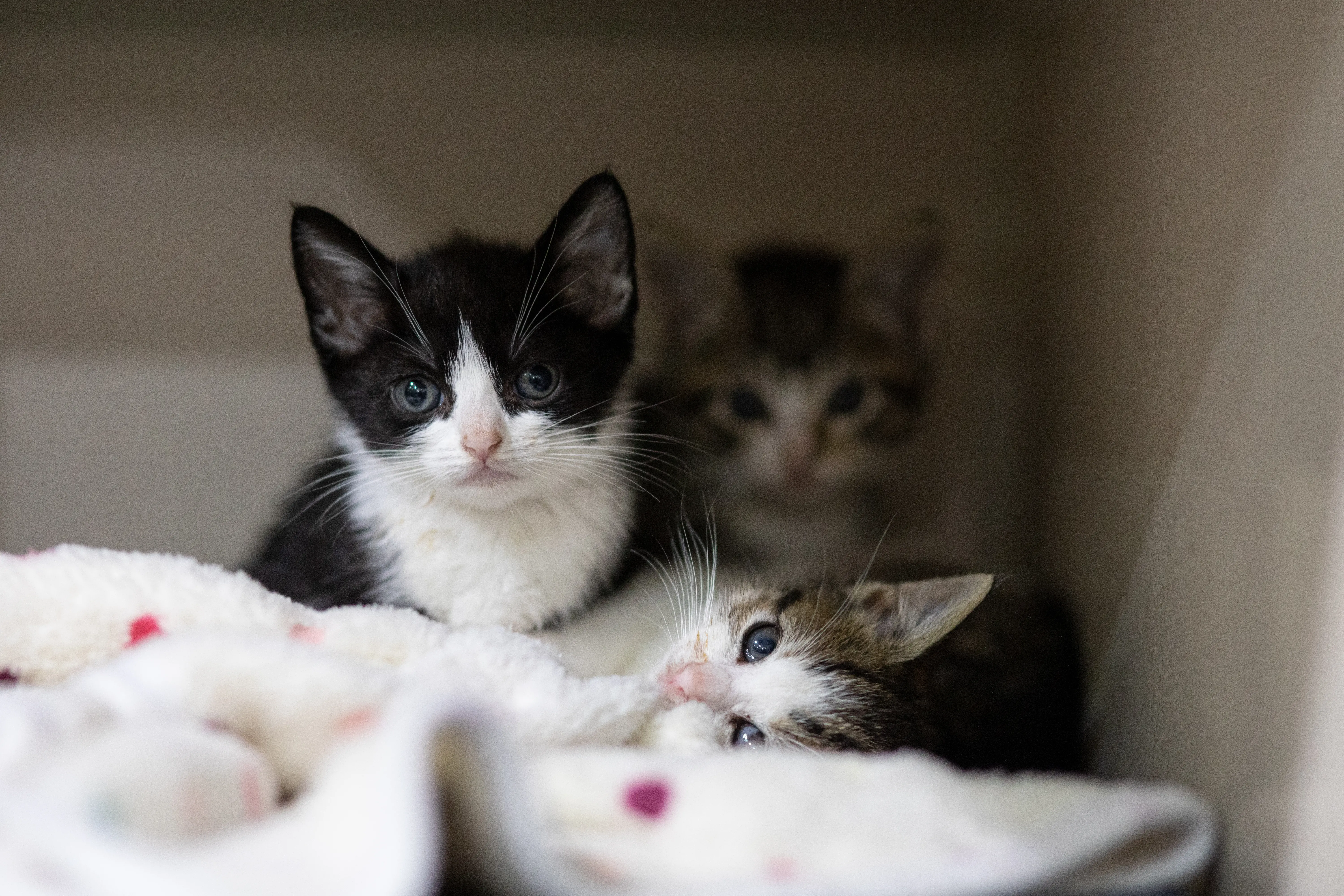 Three kittens laying on a blanket